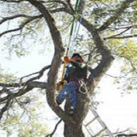 Santa Ana Tree Service Experts