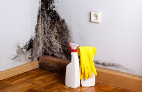 Rochester Mold Removal Pros