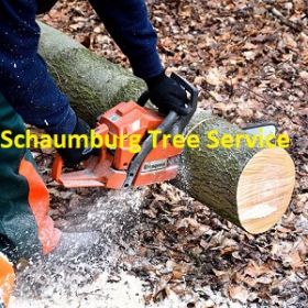 Schaumburg Tree Service