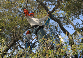 Mission Viejo Green Tree Service Co.