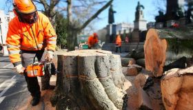 Oslo Trefelling