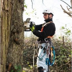 Tree Service Stamford