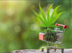 Buy marijuana online (420buds2go)