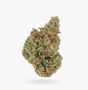 Tropicana OG (AAAA) Weed Wholesale | Hush Cannabis