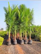 Areca palm