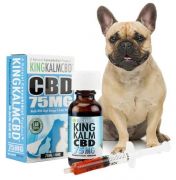 CBD Oil for Pets | French Bulldogs | Shop Online