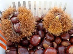 Chestnuts For Sale