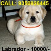 Labrador Puppies For Sale