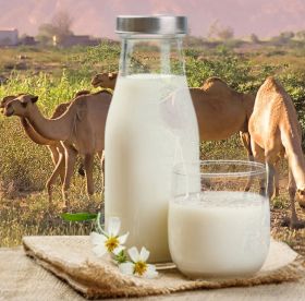 camel milk in gurgaon