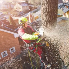 Coventry Tree Services