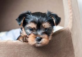 Yorkshire Terrier