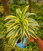 Dracaena reflexa