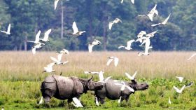 Kaziranga and Shillong