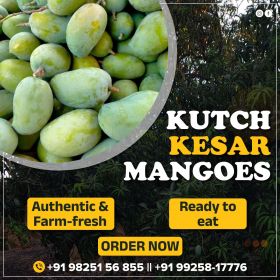 kutch kesar mango 