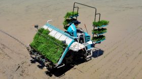Best Kubota Rice Transplanting Machine