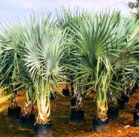 Bismarkiya palm