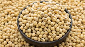 SOYA BEAN- NON GMO/ ORGANIC