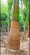 bottle palm