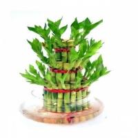 3 Layer Lucky Bamboo