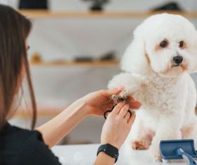 Paws Groomers - Pet Groomers in chicago 