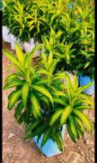 Dracaena fragens