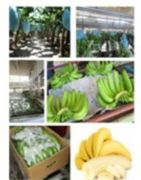 Banana Cavendish