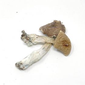 Albino Penis Envy Magic Mushroom