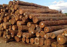 Softwood Suppliers