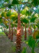 washingtonia palm