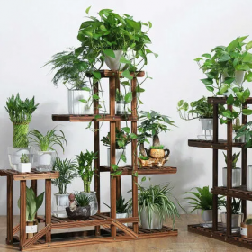 Buy any kind of Plants India (Indoor/Outdoor)