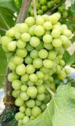 Green Grapes