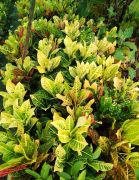 Crotons