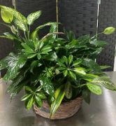 Green House Plants