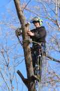 Tree Service South Jordan Ut