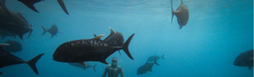 Rusty Freediving 