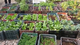 Organic Vegitable Gardening