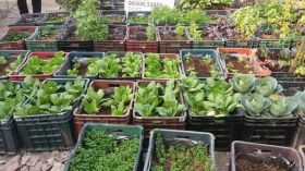 Organic Vegitable Gardening