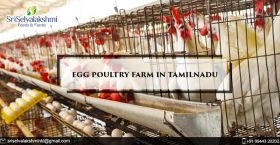 Egg Poultry Farm in Tamilnadu | Egg Manufacturers 