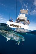 Reef Fishing Charters Airlie Beach