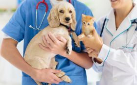Pet Vaccinations