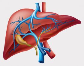 Liver Transplant in Delhi - Liverhelplineindia