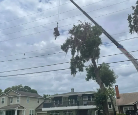 Emergency Tree Services