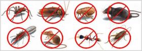 Syracuse Pest control,Buffalo Pest control