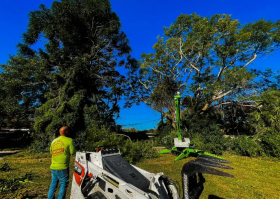 Tree Removal & Tree Trimming Services