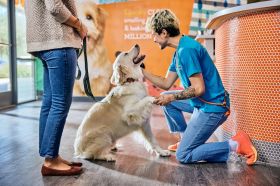 Dog Day Care