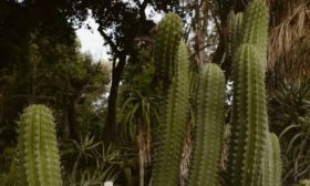 Cactus removal