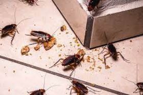 Cockroach Control