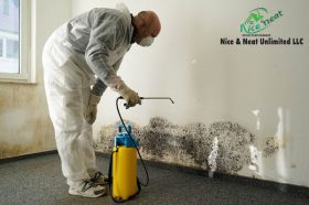 Mold Inspection