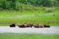 Sundarban Tour