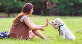 Dog Training at Home in Delhi